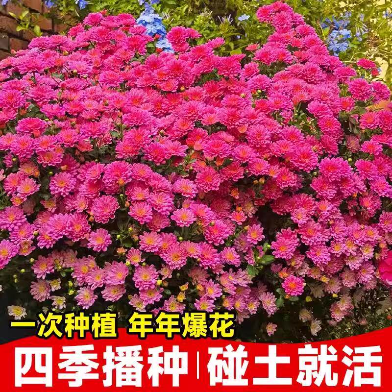 糖果菊种孑混色千头菊种子球花种籽子四季播种开花翠菊小雏菊花籽