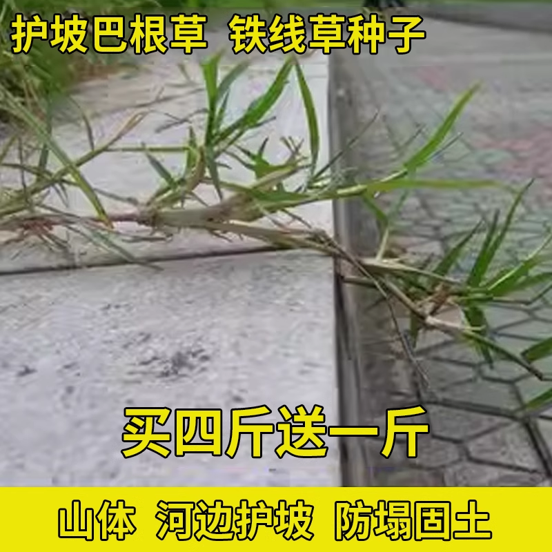 巴根草种子铁线护坡籽爬地