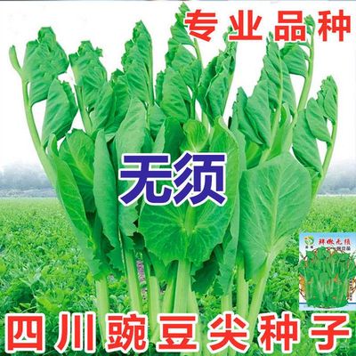 无须豌豆苗种子特大尖水培