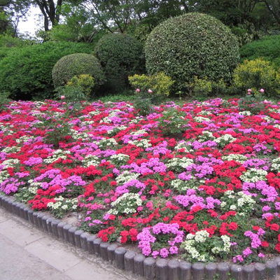 花卉庭院花籽多年生美女樱种春夏秋天播种开花室内外盆栽花卉