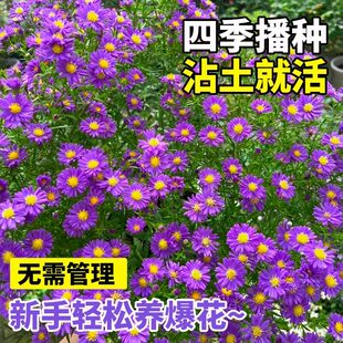 多年生宿根荷兰菊花籽耐寒耐旱好养植物高岭紫苑 高山紫菀种子