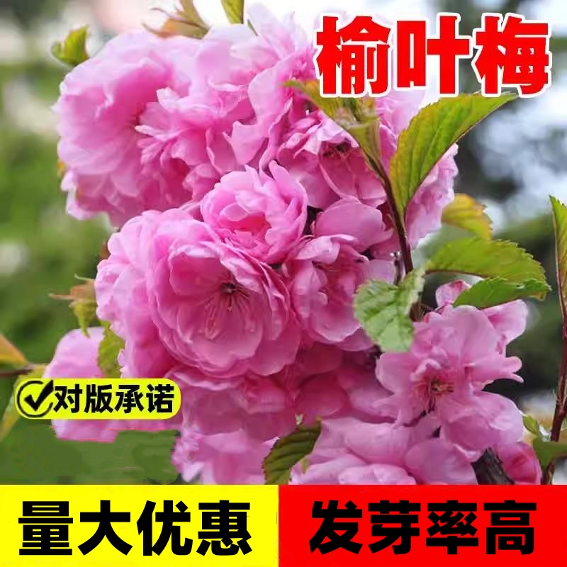 榆叶梅种子重瓣小桃红种籽庭院道路公园绿化苗灌木易活南北方耐寒