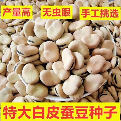 大白皮蚕豆种子甜糯高产耐