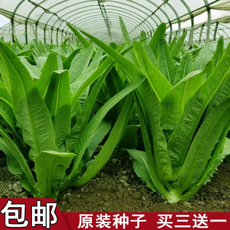 种子四季油麦菜宽叶易蔬阳