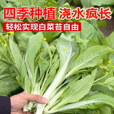 白菜苔种籽四季广东心苗阳