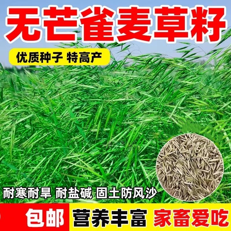 无芒雀麦草籽披碱草碱茅草紫羊茅红豆草芨芨草老芒麦耐寒绿化种子