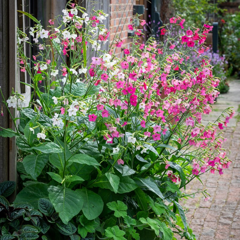 花烟草种子籽耐热寒期长阳