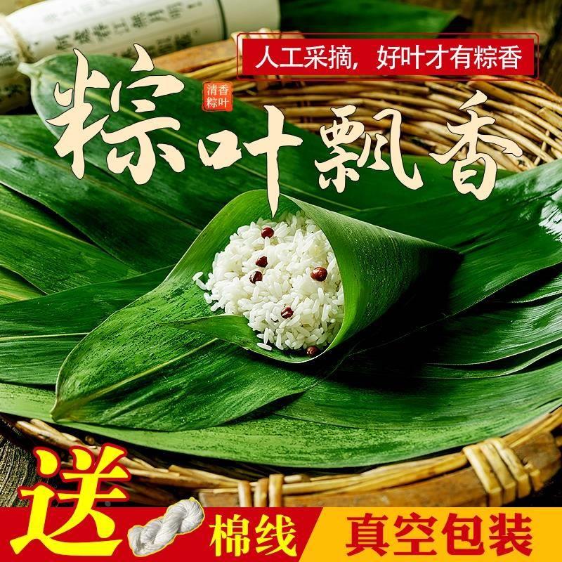 粽叶新鲜粽子叶大号鲜箬叶端午节包粽子的叶子特大棕叶粽子叶新鲜