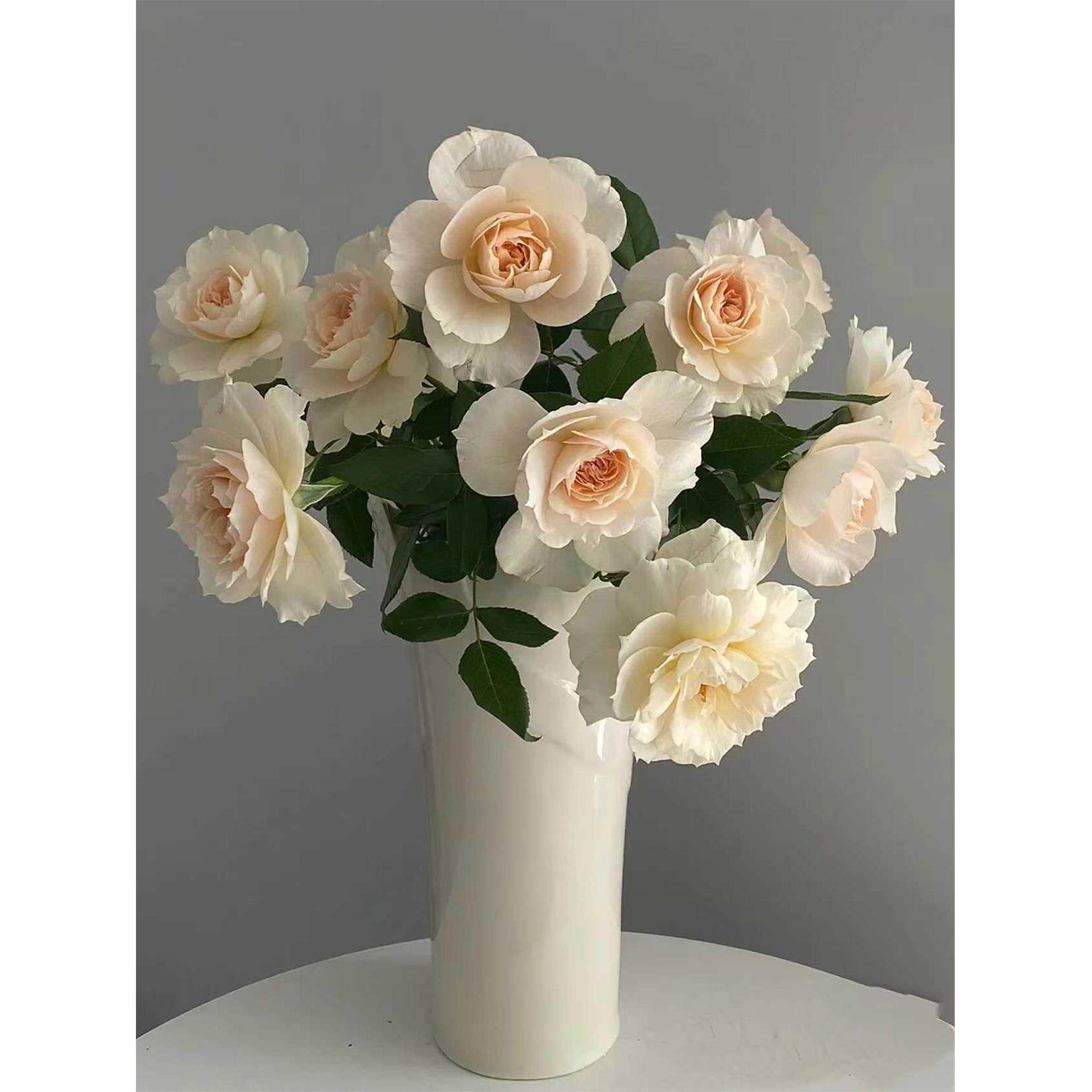 歌剧皇后月季花苗大花浓香开花杏黄欧月玫瑰四季盆栽庭院阳台花卉