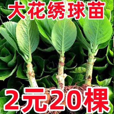 绣球花苗无尽夏大苗耐寒大花地栽盆栽基地直发100棵当年开花