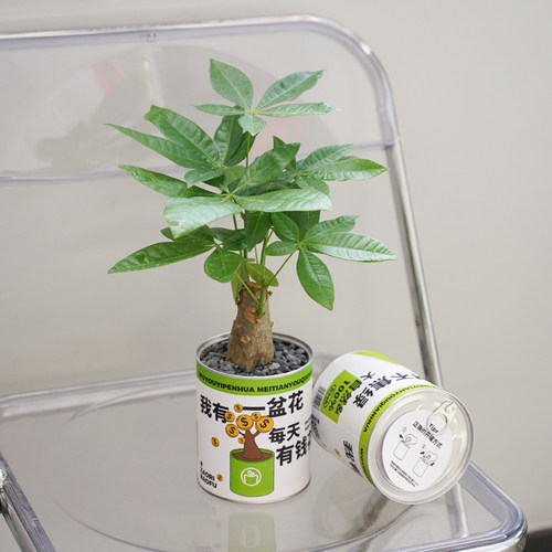 情绪植物发财树富贵竹盆栽创意办公室桌I面耐养室内绿植植树节礼