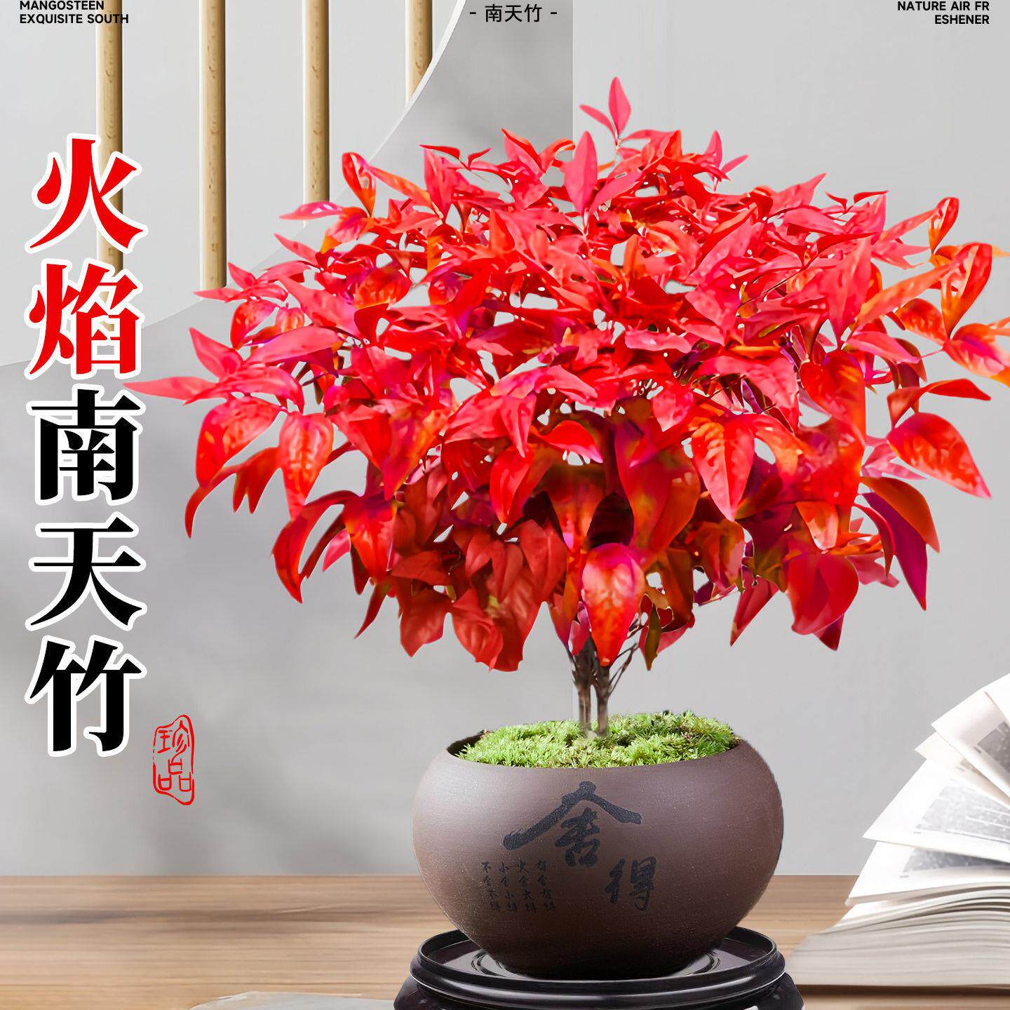 火焰南天竹盆栽客厅室内绿植红叶桌面盆景小矮桩特级树苗四季好养