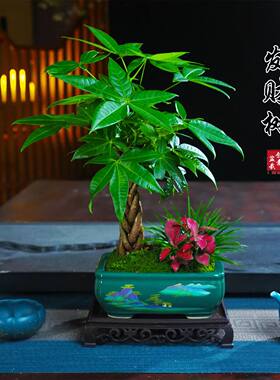 发财树盆景花卉绿植盆栽净化空气植物四季常青观赏