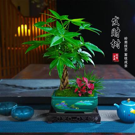 发财树盆景花卉绿植盆栽净化空气植物四季常青观赏