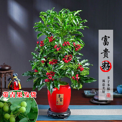 【带绿果发货】富贵籽盆栽耐阴花卉净化空气网红观果绿植物办公室