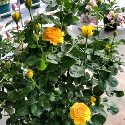 苏格兰黄油玫瑰花月季花苗特大切花盆栽四季灌木庭院阳Y台花卉植