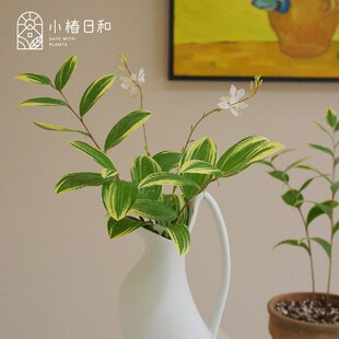 小椿日和 花叶玉竹宿根耐寒多y年生盆栽庭院开花好养耐阴稀有植物