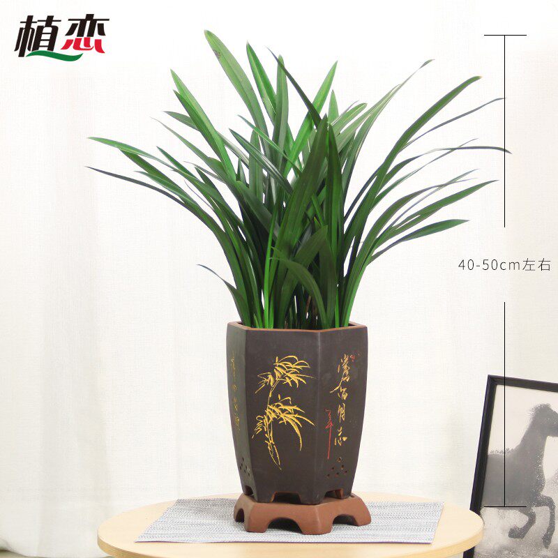 墨兰  精品兰花盆景盆栽植物绿植花卉 年宵花卉绿植 苏.州无锡配