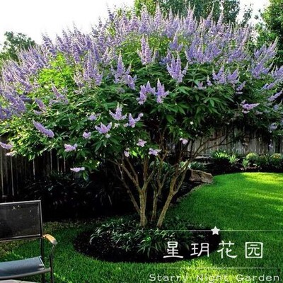 多年生耐寒耐g热灌木花卉穗花牡荆花苗树状薰衣草别墅庭院花境植