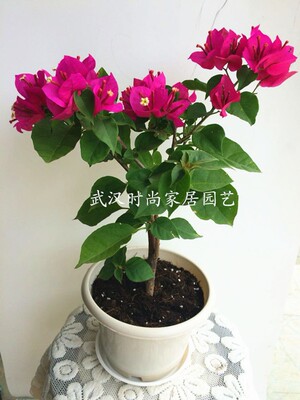 三角梅盆b栽家庭阳台庭院喜阳观花植物花期长观赏型盆景