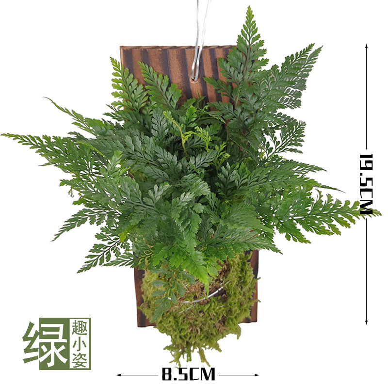 奇异倒悬墙上挂壁木上板吊蔓绿绒附生绿植物盆P栽狼尾鹿角蕨类球