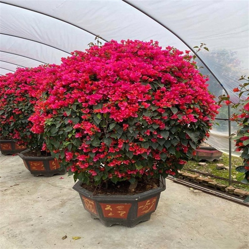 水红三角梅球 景观三角梅造w型 景观绿化苗木 四季开花工程绿化