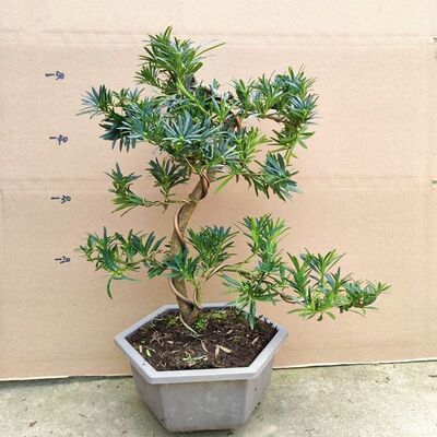 小叶雀舌罗汉松老l桩盆景邹皮黄杨矮霸盆景小叶雀舌罗汉松盆景老