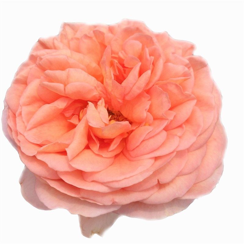 惠惠的花园藤本月季亚伯拉罕四季开花大花浓香抗R病阳台庭院玫瑰,鲜花速递/花卉仿真/绿植园艺,月季/蔷薇/玫瑰,淘宝优惠券,粉丝福利购,淘宝优惠卷