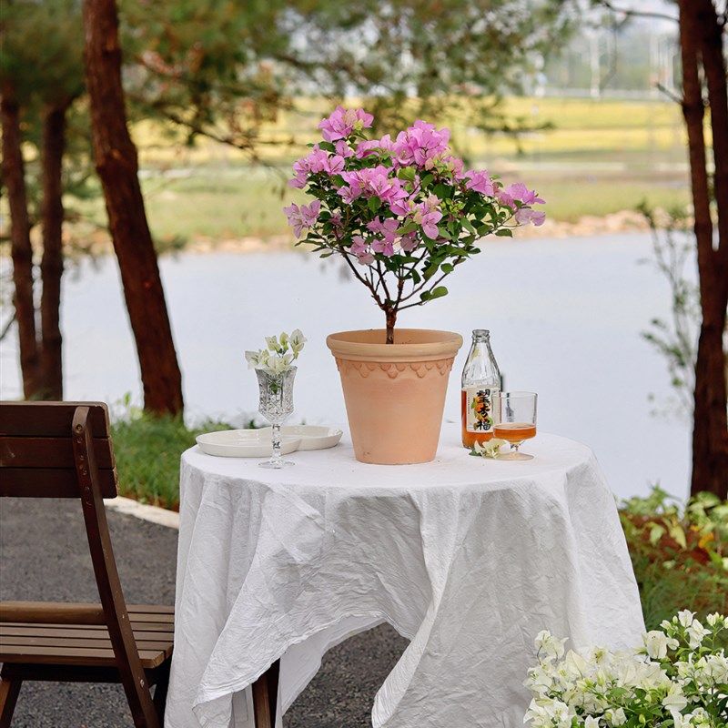 苏太植物 粉可爱三角梅盆u栽爬藤墙花卉绿植 耐寒耐热阳台开花植,鲜花速递/花卉仿真/绿植园艺,绣球/木绣球/木本植物,淘宝优惠券,粉丝福利购,淘宝优惠卷