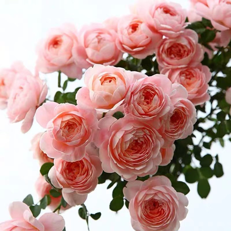 爬藤月季花粉色龙沙宝石大苗蔷薇A藤本大花四季开花花卉盆栽地栽,鲜花速递/花卉仿真/绿植园艺,月季/蔷薇/玫瑰,淘宝优惠券,粉丝福利购,淘宝优惠卷