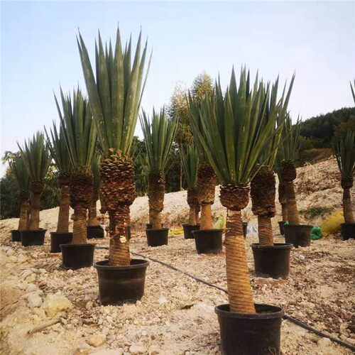 原始剑麻龙舌兰丝兰高杆丝兰剑A麻植物庭院盆栽热带植物凤尾菠萝