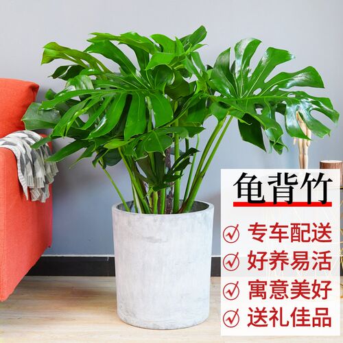 大叶龟背竹盆栽大型室内植物办公室客厅落K地乔迁新居绿植净化空
