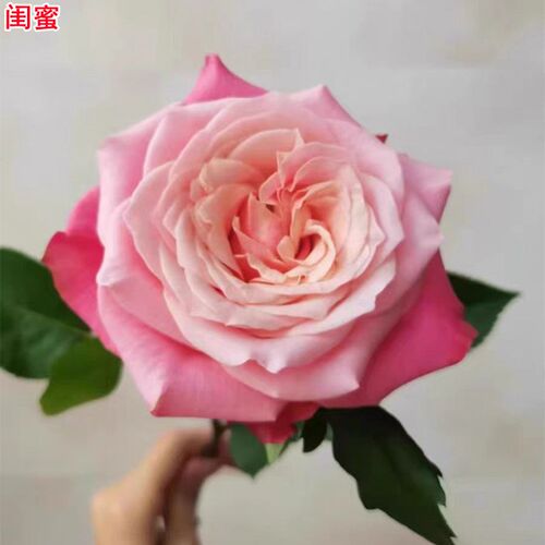 超新品闺蜜月季苗切花玫瑰耐热庭M院阳台盆栽四季开花
