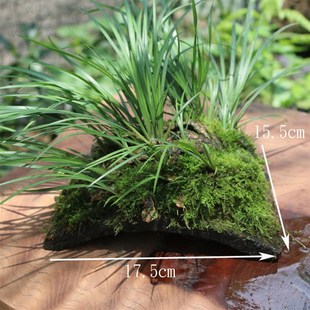 土瓦龟舍 可养乌龟 蜥蜴 香蒲 随手香菖蒲g 苔藓附生土瓦自然成型