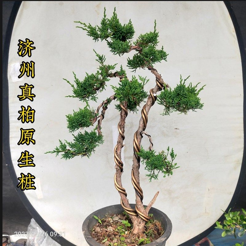 松柏类盆景老桩济州真柏原生桩A一本双杆阳台庭院茶几耐寒喜阳绿,鲜花速递/花卉仿真/绿植园艺,造型盆景,淘宝优惠券,粉丝福利购,淘宝优惠卷