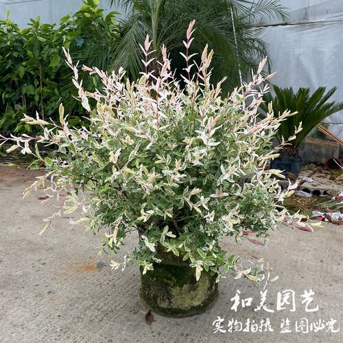彩叶杞柳大盆 庭院阳台彩色观叶花镜植物 N美观多年生灌木 包邮