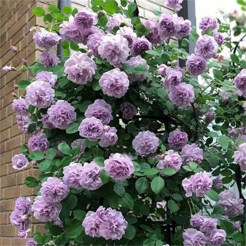 蓝色阴雨藤本月季花苗多季开花适合阳台栅栏庭院爬藤Y植物花卉盆,鲜花速递/花卉仿真/绿植园艺,月季/蔷薇/玫瑰,淘宝优惠券,粉丝福利购,淘宝优惠卷