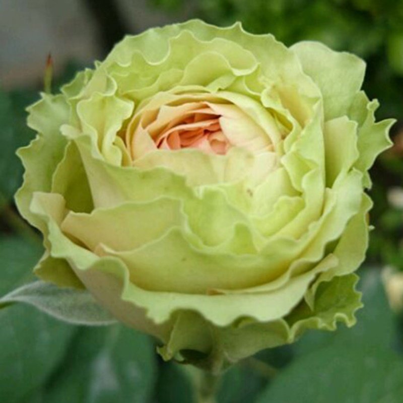 绿星大花月季大苗绿色花朵四季植物阳台别墅花卉玫瑰盆栽庭院地栽,鲜花速递/花卉仿真/绿植园艺,月季/蔷薇/玫瑰,淘宝优惠券,粉丝福利购,淘宝优惠卷