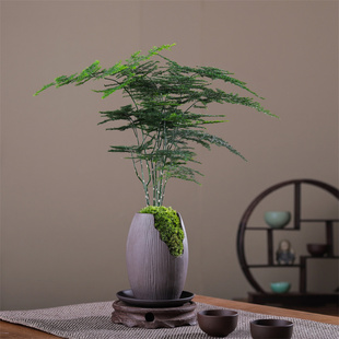 文竹盆栽植物室内绿化四季迷你办公室绿植摆件桌面好养创意小盆景