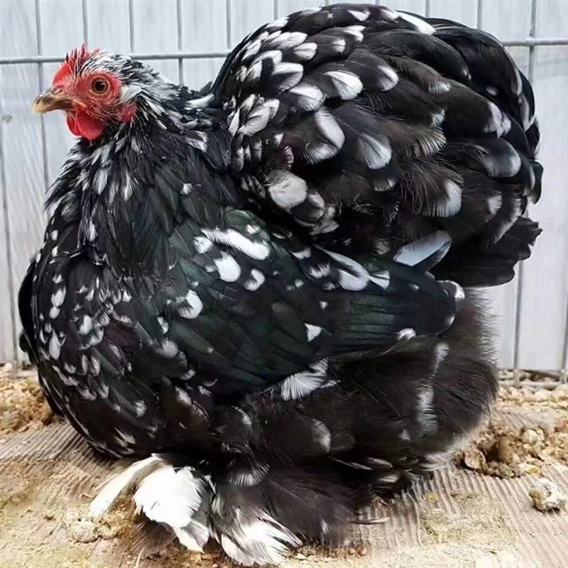 纯种成年薰衣草科钦球宠物鸡孵化受精种蛋正宗的迷你网红科钦球鸡,宠物/宠物食品及用品,宠物鸡,淘宝优惠券,粉丝福利购,淘宝优惠卷