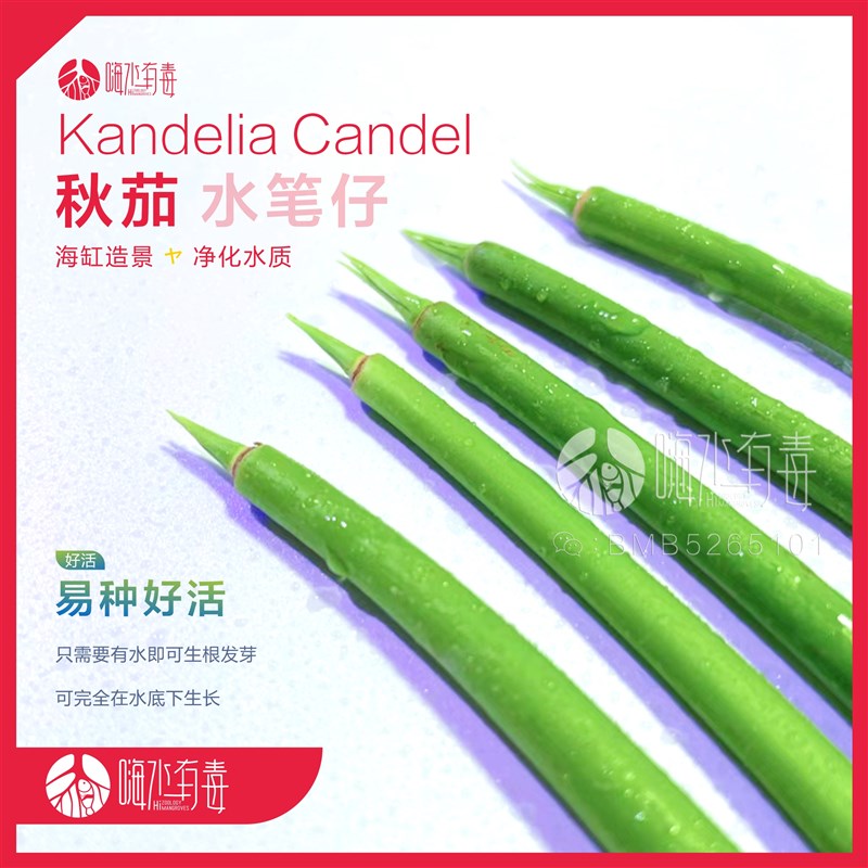 秋茄 红树苗 红树海水 水笔仔 厚沙系统 木榄 白骨壤 桐花树 海缸