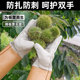 板栗剥壳神器捡拾板栗专用手套防扎防刺加厚手套园林修剪保护手套