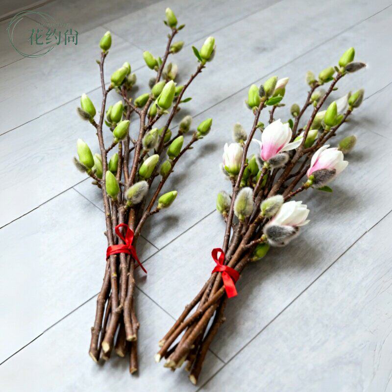 水培紫玉兰花鲜切枝带花苞干枝红梅鲜花卉室内好养四季开花植物