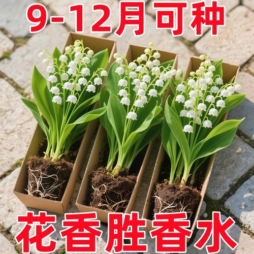 铃兰花盆带芽种球子卉绿植