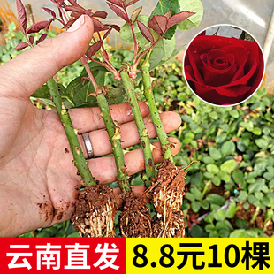 云南直发10棵玫瑰花苗小苗红玫瑰黑巴克扦插月季 开花浓香 小苗四季