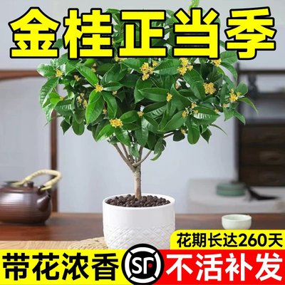 金桂花树苗四季盆栽八月阳