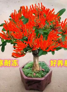 四季红色金银花树苗盆栽地栽新品种净化空气抗寒耐冻浓香型花卉