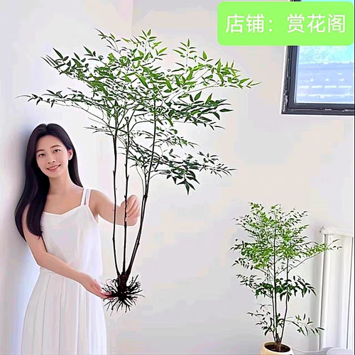 南天竹水培盆栽绿植火焰红