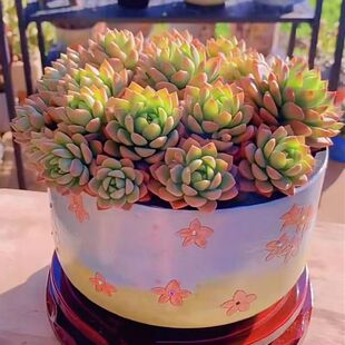 马库斯多肉老桩超萌多头群生多肉植物室内阳台绿植盆栽新手好养