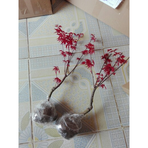 红枫树盆栽日本舞姬老桩室